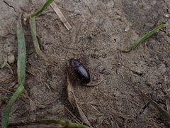 Ophonus