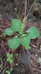 Coleus monostachyus