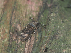 Eucorynus crassicornis