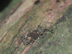 Eucorynus crassicornis