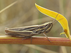 Euchorthippus chopardi