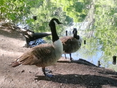 Branta canadensis