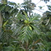 Artocarpus camansi - Photo (c) Tabris Tabarsi, algunos derechos reservados (CC BY-NC-ND), subido por Tabris Tabarsi