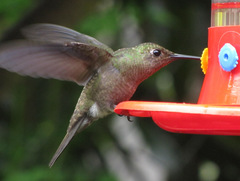 Eupetomena cirrochloris