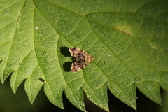 Anthophila fabriciana