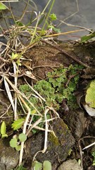Azolla pinnata
