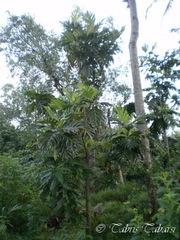 Artocarpus camansi