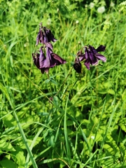 Aquilegia atrata