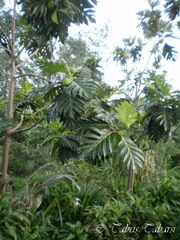 Artocarpus camansi