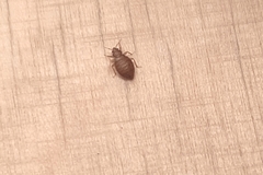 Cimex lectularius