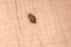 Cimex lectularius