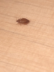 Cimex lectularius