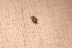 Cimex lectularius
