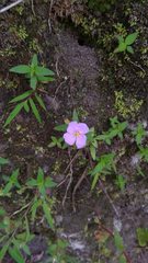 Osbeckia chinensis