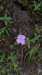 Osbeckia chinensis