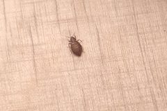 Cimex lectularius