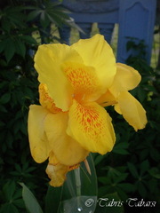 Angiospermae