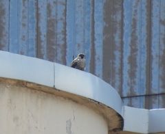 Falco peregrinus