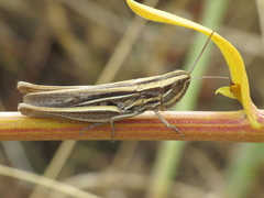 Euchorthippus chopardi