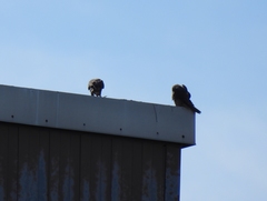 Falco peregrinus