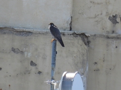 Falco peregrinus