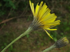 Tolpis staticifolia