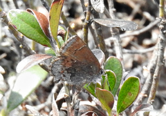 Callophrys polios