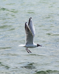 Chroicocephalus ridibundus