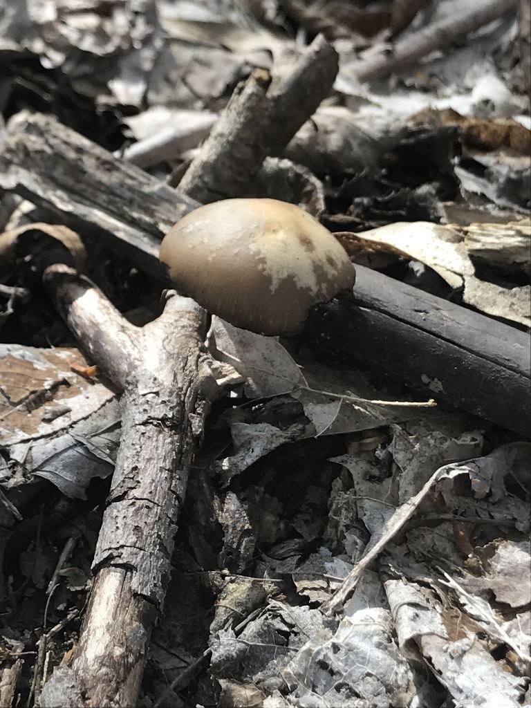 Psychedelic Ovoid Mushroom from Liberty Rd, Delaware, OH, US on May 6 ...