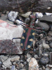 Cosmodela aurulenta
