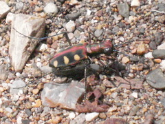 Cosmodela aurulenta