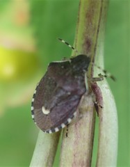 Holcostethus sphacelatus