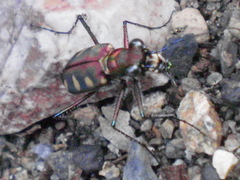 Cosmodela aurulenta