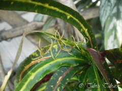 Codiaeum variegatum