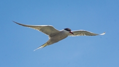 Sterna hirundo