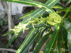 Codiaeum variegatum