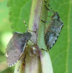 Holcostethus sphacelatus