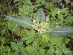 Euphorbia heterophylla