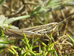 Euchorthippus chopardi