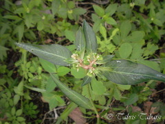 Euphorbia heterophylla