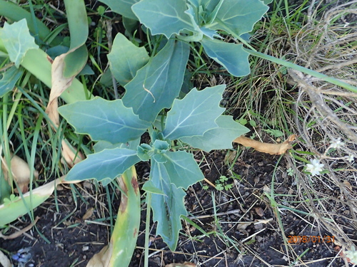 Image of Senecio rhomboideus by no rights reserved