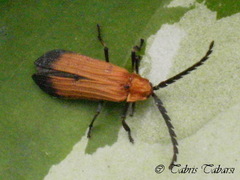 Lycidae