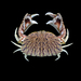 Flame Streaked Box Crab - Photo (c) Ondřej Radosta, some rights reserved (CC BY-NC)