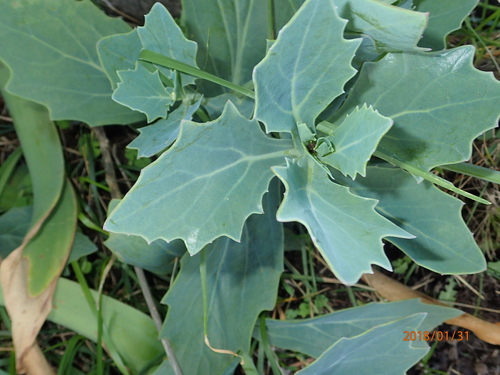 Image of Senecio rhomboideus by no rights reserved