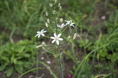 Ornithogalum pyramidale