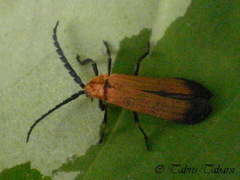 Lycidae
