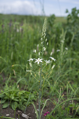 Ornithogalum pyramidale