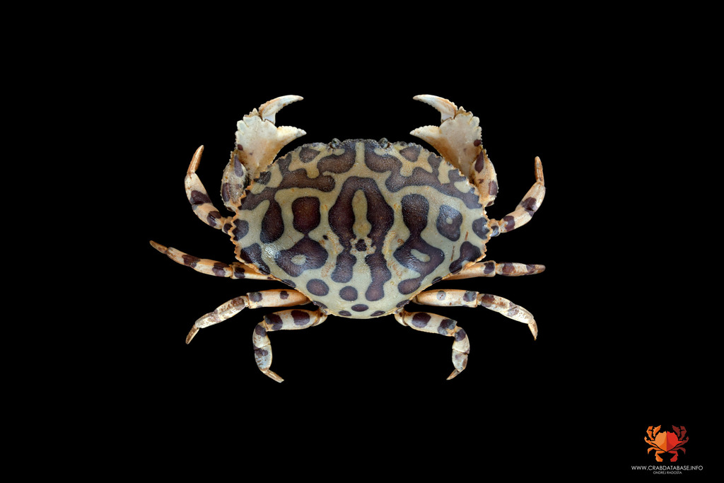 Dolly Varden Crab