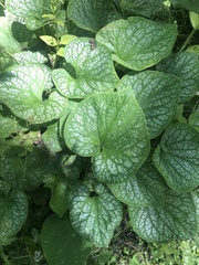 Brunnera