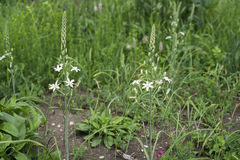 Ornithogalum pyramidale